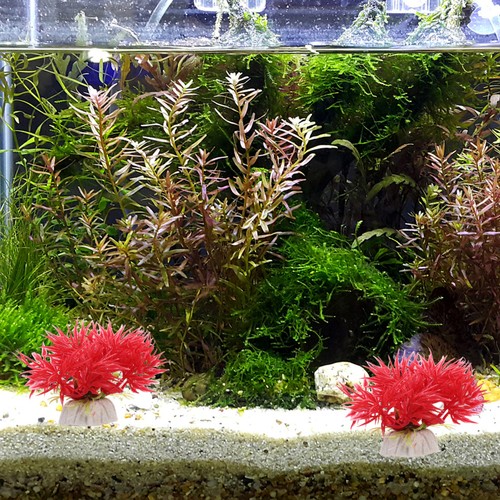 Pcs piante acquario in - piante,