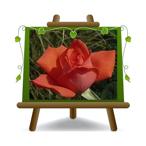 Rosa alberello rosso - rosso, vermiglio