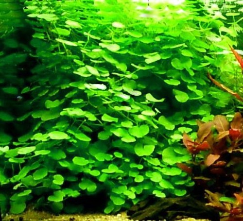 Hydrocotyle leucocephala