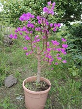 Bougainvillea Bonsai Vaso  25 Altezza 80