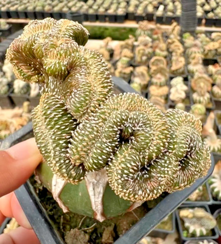 casuale!!!--Geohintonia