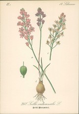 Chromolithographie 