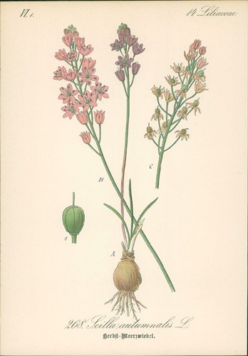 Chromolithographie - ,