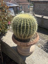 Echinocactus Grusonii
