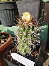 Copiapoa coquimbana chile - copiapoa,