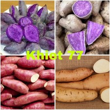 20 slip/tagli di patate dolci