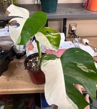 Rare Monstera Albo Half Moon
