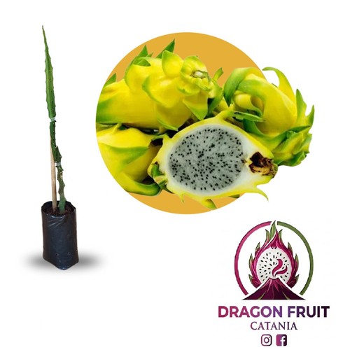 Pianta pitaya frutto - pitaya,frutto, del