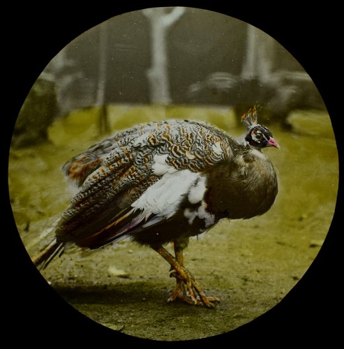 Antique colour magic lantern - colour,