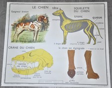 Antica Manifesto Educativo da Scuola Collezione Scuola Cane Talpa Pipistrello