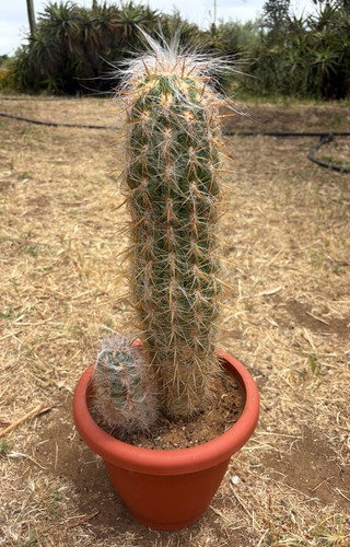 Oreocereus celsianus cactus - celsianus,