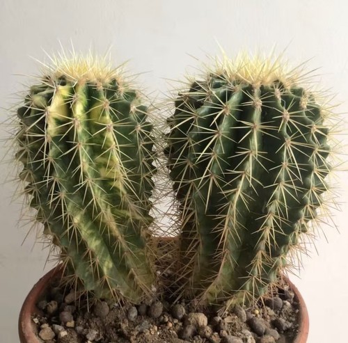 Echinocactus grusonii wysiwyg - grusonii,