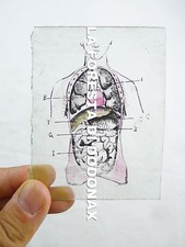 medicina scientifica anatomia dipinta a mano 1890C FOTO LANTERNA MAGICA 