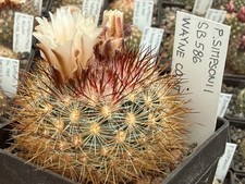 Pediocactus simponii 586 - sb,