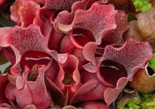 SARRACENIA PURPUREA VENOSA - 10 semi pianta carnivora