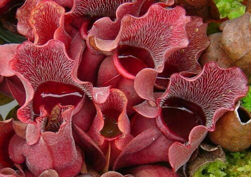 Sarracenia purpurea venosa - sarracenia,