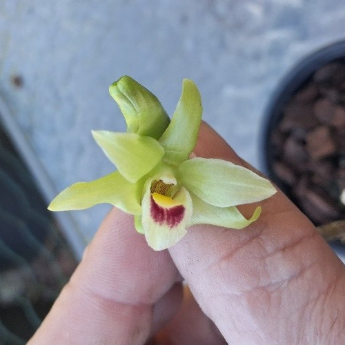 Dendrobium tosaense una - , rara