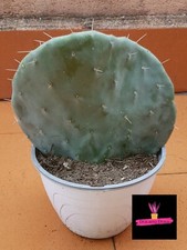 OPUNTIA TOPOLINO (Opuntia Robusta) rara pianta ficodindia pale tonde. 20/30 cm.