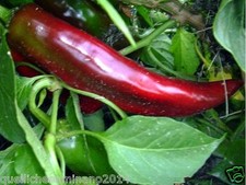 20semi puri originali