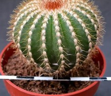 Uebelmannia pectinifera var. flavispina