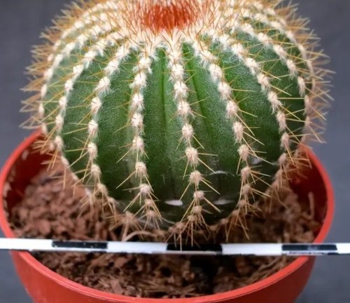 Uebelmannia pectinifera var