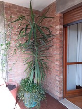 Pianta Yucca -Tronchetto della