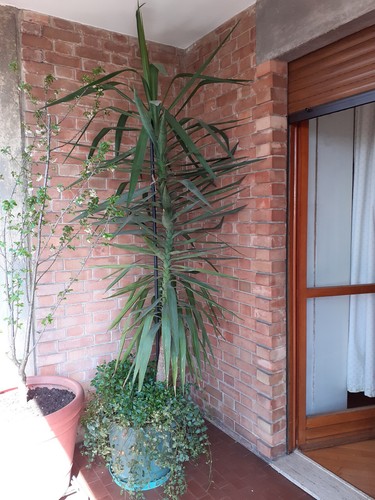 Pianta yucca tronchetto della - -tronchetto,