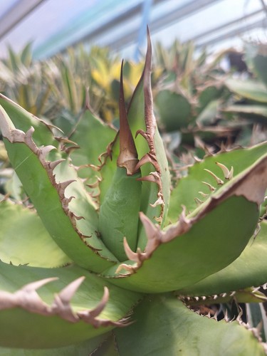 Agave titanota selection - agave,