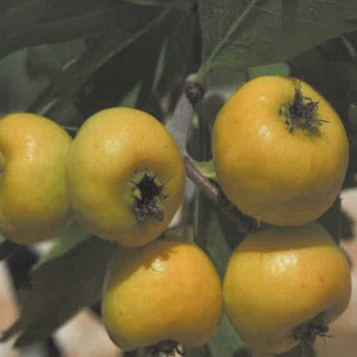 Pianta frutto azzeruolo - da,