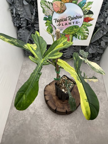 Philodendron florida beauty - philodendron,