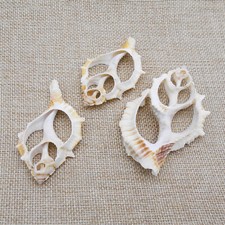 4 pz Conchiglie Naturali