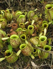 Nepenthes ampullaria pianta - nepenthes,