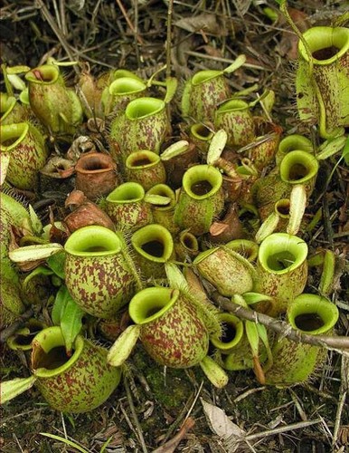 Nepenthes ampullaria pianta - nepenthes,