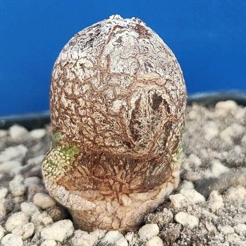 Astrophytum onzuka blind - onzuka, "blind"