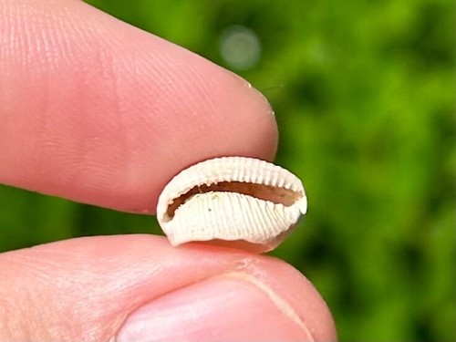 Francia fossile gastropode