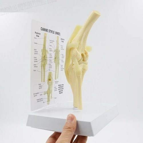 Scheda ginocchio cane - , manuale