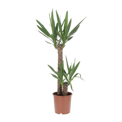 Kentis yucca tronchetto - -,
