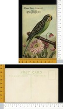 V0053] UCCELLI - PARE KEIL - COCORITA