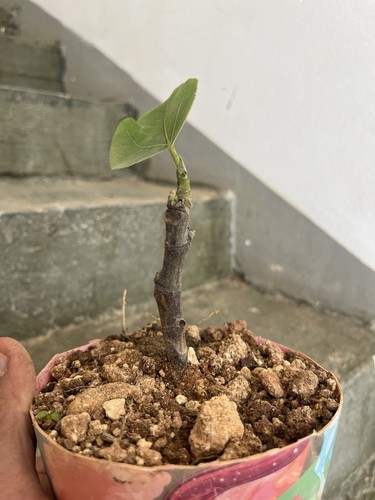 Fico ficus carica bonsai - ficus,