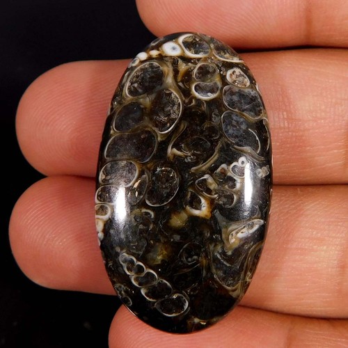 Cabochon ovale fossile - , di
