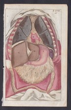 1800 Budella Corpo Anatomia
