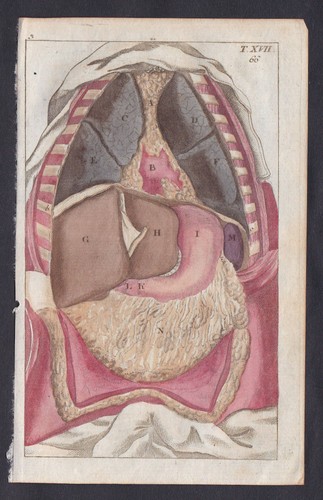1800 budella corpo anatomia - 1800,