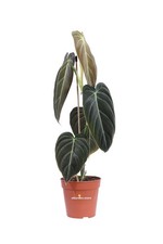 Pianta vera di Filodendro