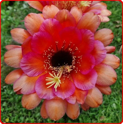 Trichocereus-Echinopsis-Ibrido