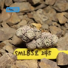 5.8cm Rare Cacti Mammillaria
