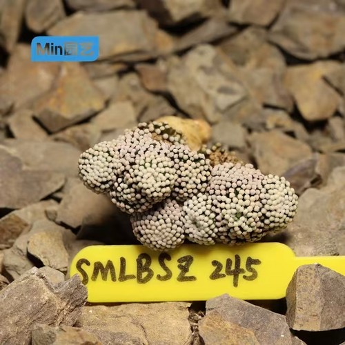 Cm raro cactus - cm,