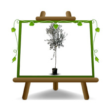 Olivi Uovo di Piccione