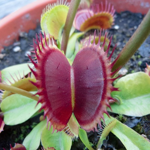 Dionea red teeth - red, 10