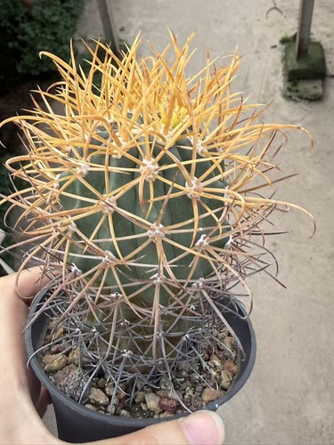 Ferocactus chrysacanthus spine