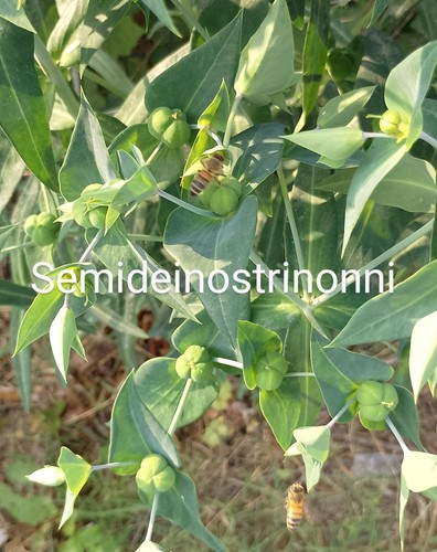 Euforbia catapuzia euphorbia - euforbia, o